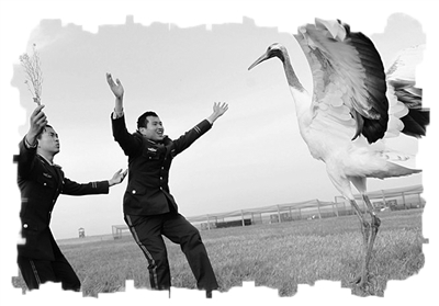 江苏盐城边防支队官兵守护丹顶鹤保护区32年