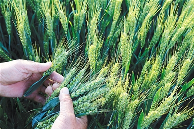 发改委印发今年小麦 最低收购价执行预案