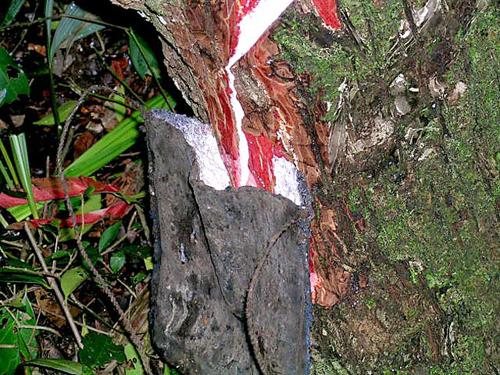 Arbol+De+Chicle La producción tradicional de chicle revive en el sur de México CCTV ...