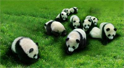 Ten giant panda cubs will be displayed in conjunction with the Shanghai World Expo next year.
