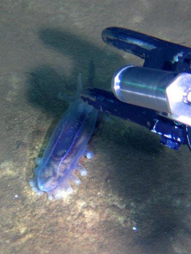 Jiaolong brings back 11 new species from 7,000-meter dive<br>