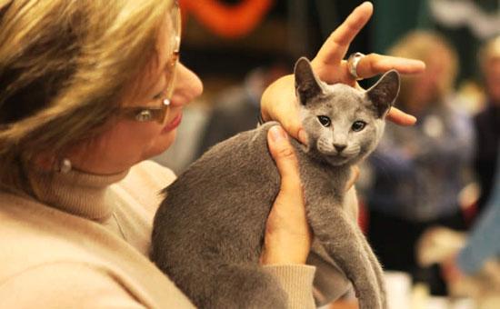 Russian blue cat breed at a