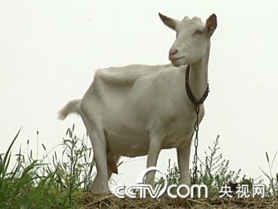 [3月4日预告]莎能奶山羊的养殖技术