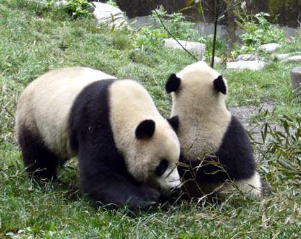 Two&nbsp;of&nbsp;China's&nbsp;giant&nbsp;pandas&nbsp;are&nbsp;preparing&nbsp;for&nbsp;a&nbsp;diplomatic&nbsp;mission&nbsp;that&nbsp;will&nbsp;last&nbsp;for&nbsp;a&nbsp;decade.&nbsp;The&nbsp;pair&nbsp;will&nbsp;arrive&nbsp;at&nbsp;Adelaide&nbsp;zoo&nbsp;in&nbsp;South&nbsp;Australia&nbsp;by&nbsp;the&nbsp;end&nbsp;of&nbsp;this&nbsp;year.