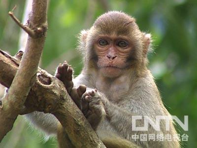 [致富经]春节特别节目:猕猴带来的快乐财富(20