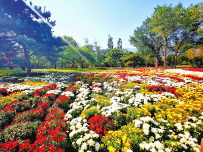 北京植物园内，菊花、月季双市花为主的40万株鲜花把园区装扮成花的海洋。记者 吴镝摄