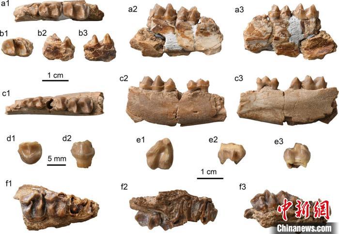 最新化石研究：貘和犀分异时间不晚于5000万年前