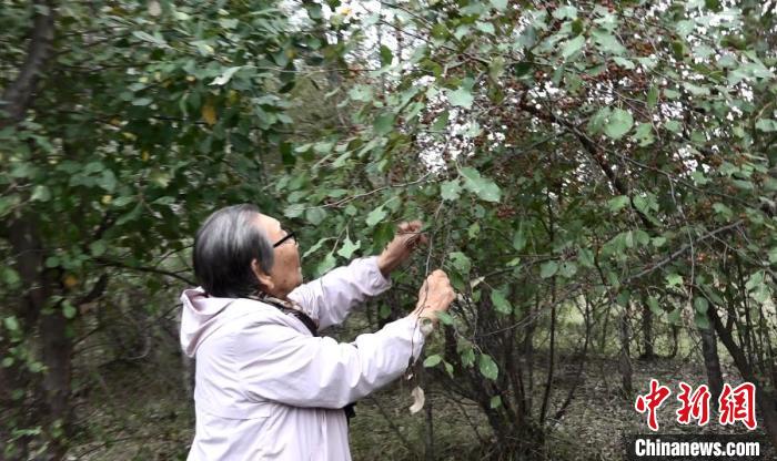 图为格日乐老人向记者展示当年种下的果树。当年面对家人和村民的质疑，她用实践证明，沙子里也能种出果树和蔬菜。　马知远 摄