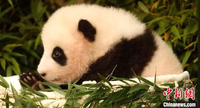 旅韩熊猫宝宝被取名“福宝”每天吃1顿、睡20多小时