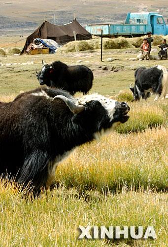 尼木县麻江乡35万亩草场可承包再发承包经营权证