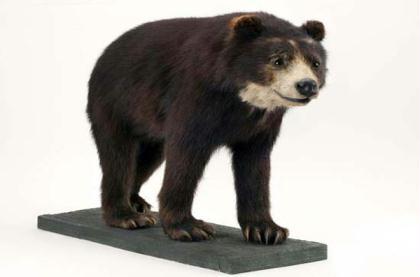 spectacled bear. (photo source: www.xinhuanet.com)