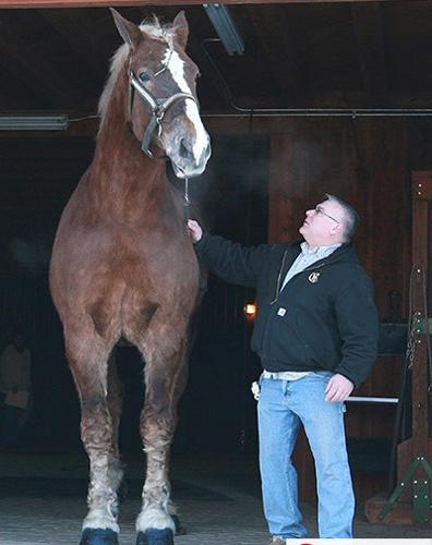 图文 活着的个子最高的马是"大杰克(big jake,一匹9岁比利时阉马