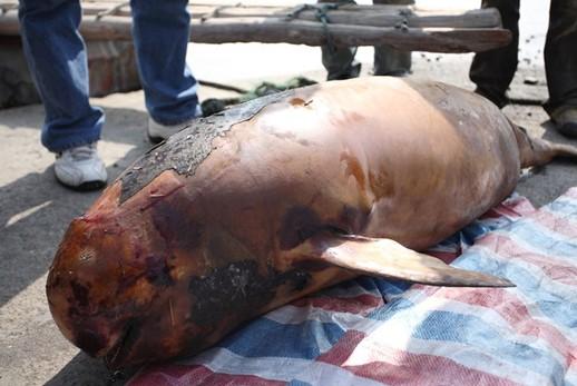 这次洞庭湖江豚高密度死亡,意味着洞庭湖江豚有可能是长江流域第一个