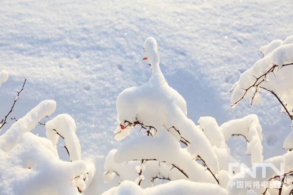《雪白小天鹅》