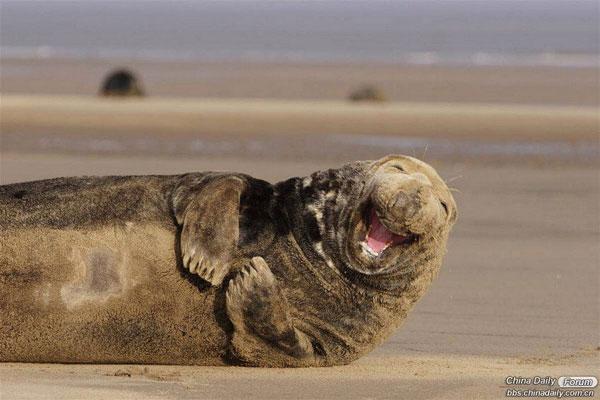 Animales riendo - Imagui