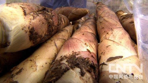 他种笋,却不会挖笋.他大学毕业,回乡种笋,引发父母之间的激烈矛盾.