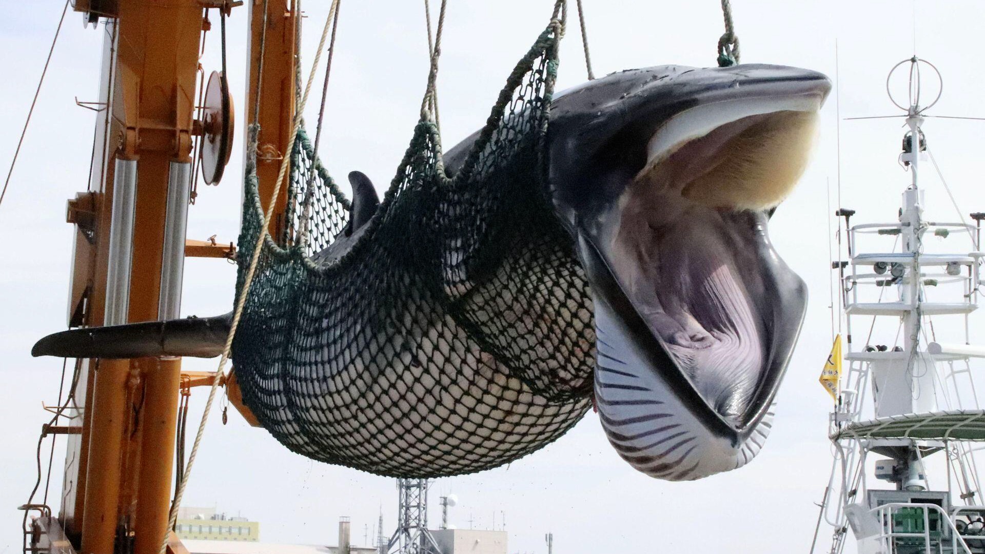 带40个集装箱出海日本再对鲸鱼下黑手