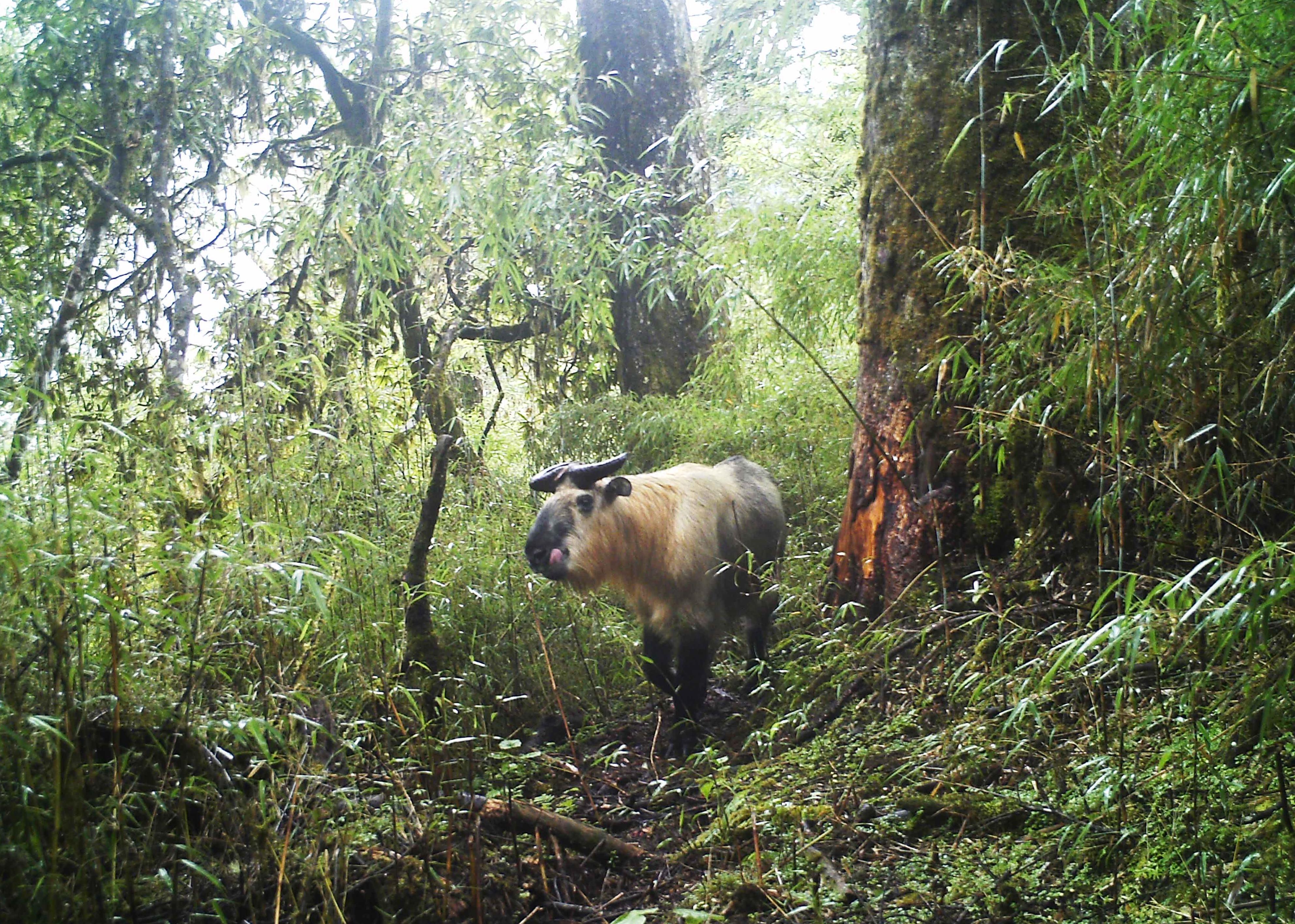 四川宝兴蜂桶寨保护区首次拍到金钱豹