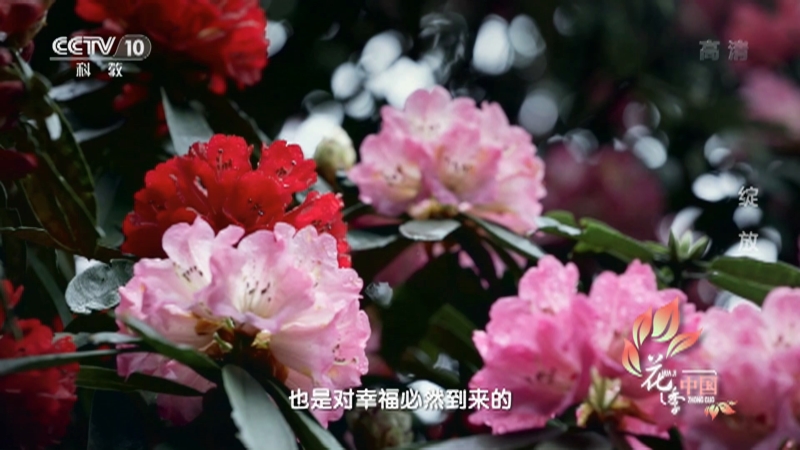 《花季中国》第二季 绽放