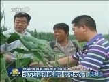 北方虫害得到遏制 秋粮大局不受影响