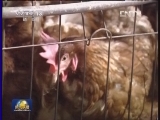 活禽市场H7N9禽流感病毒检出率最高