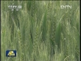 河南小麦进入产量形成关键期