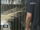 焦点访谈今晚播出《犬之过 人之过》