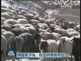 新疆果子沟：牲畜转场有专道
