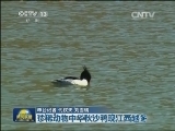 珍稀动物中华秋沙鸭现江西越冬