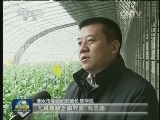 河北：企业家回乡当村官 带村民致富