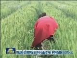 我国调整棉花补贴政策  种植格局优化