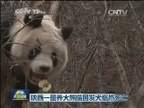陕西一圈养大熊猫因发犬瘟热死亡
