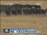 西藏：高原生态系统总体趋好