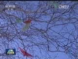 【新春走基层】飞翔在深山雪海中的千纸鹤