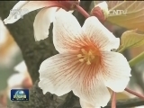 【春季美丽生态】清明踏春赏生态美景