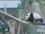 在马来西亚出生大熊猫取名“暖暖”