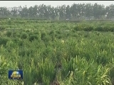 山东：治理+修复 改善河湖水环境