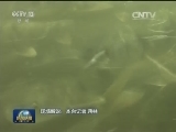 鱼跃 鱼跃 再探湟鱼洄游