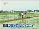 全国早稻开镰 迎战降雨全力抢收