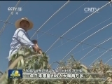 甘肃：特色产业拓宽增收路