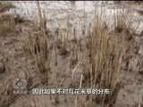 《焦点访谈》 20170211 东滩湿地的生态修复之路CCTV节目官网CCTV13央视网(cctv.com)