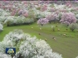 电视纪录片《辉煌中国》今晚播出第四集“绿色家园”