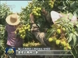 海口：特色产业品牌支撑 助农增收