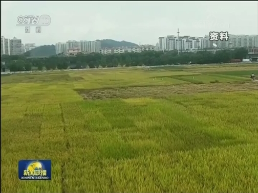【壮丽70年 奋斗新时代】科技助力 海水稻测试面积近两万亩