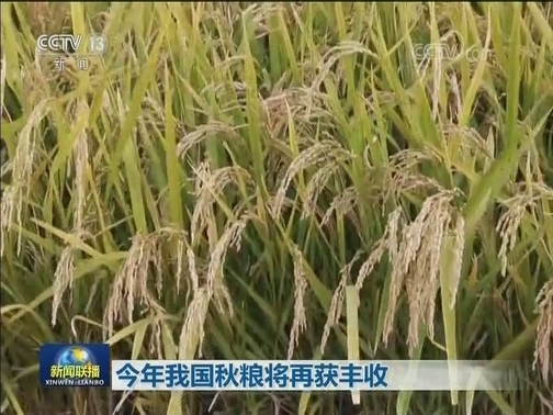 今年我国秋粮将再获丰收