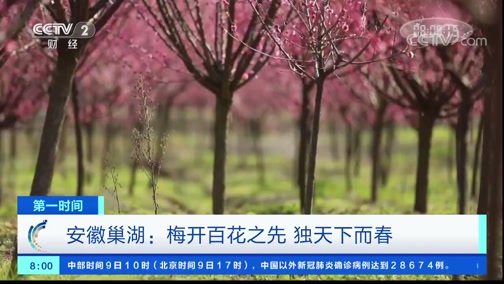 [第一时间]安徽巢湖:梅开百花之先 独天下而春CCTV节目官网CCTV2央视网(cctv.com)