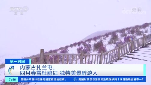 [第一时间]内蒙古扎兰屯:四月春雪杜鹃红 独特美景醉游人CCTV节目官网CCTV2央视网(cctv.com)