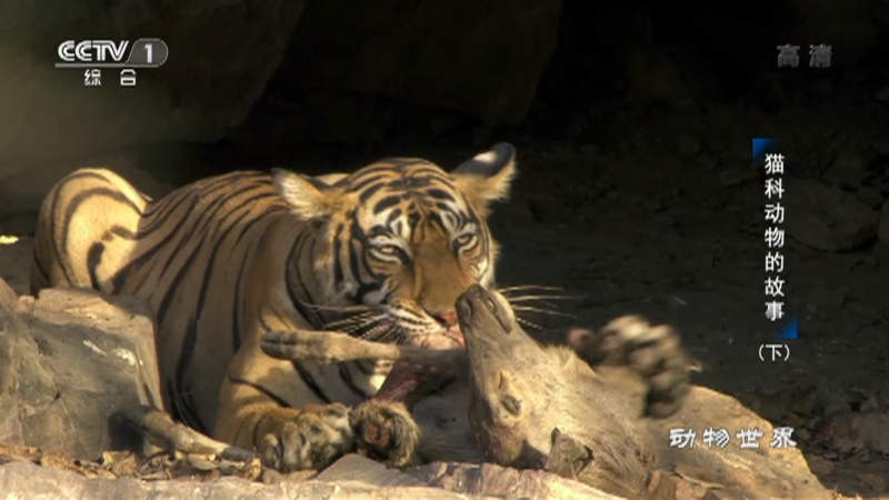 《动物世界》 20210317 激流勇进的大麻哈鱼_cctv节目官网-cctv-1