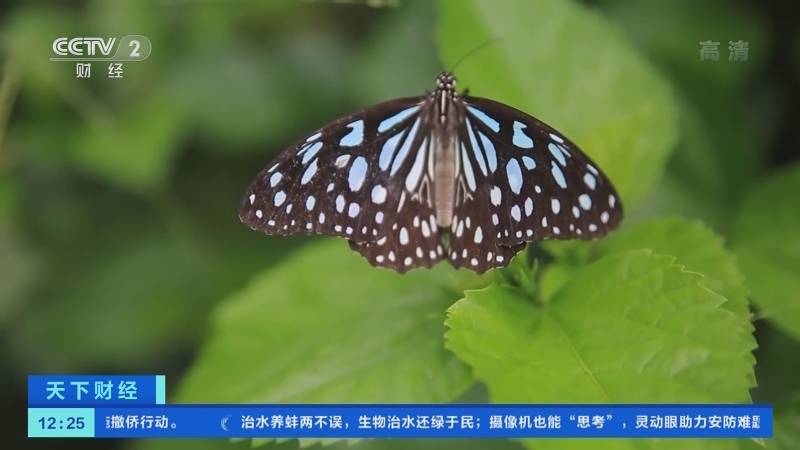 天下财经 云南金平 上亿只 蝴蝶宝宝 将羽化成蝶