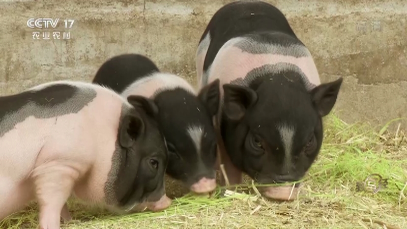 《致富经》 20210520 要强女人巧发香猪财